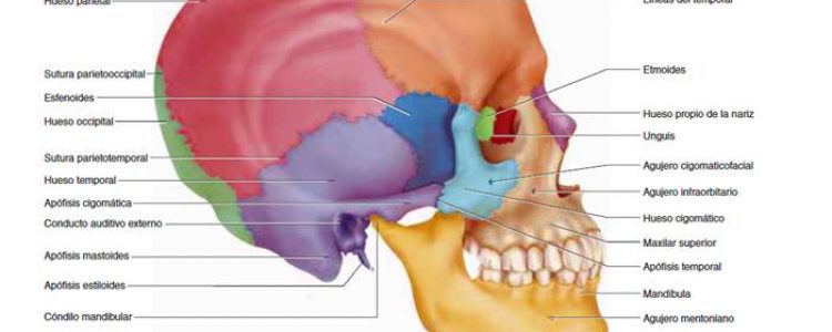 Técnica craneosacral